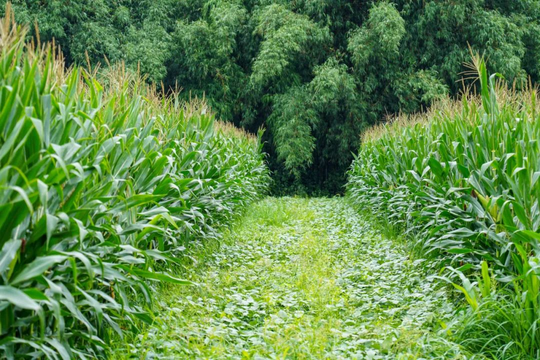 c4eb5b861a3e473dbaffbda8501d832f4