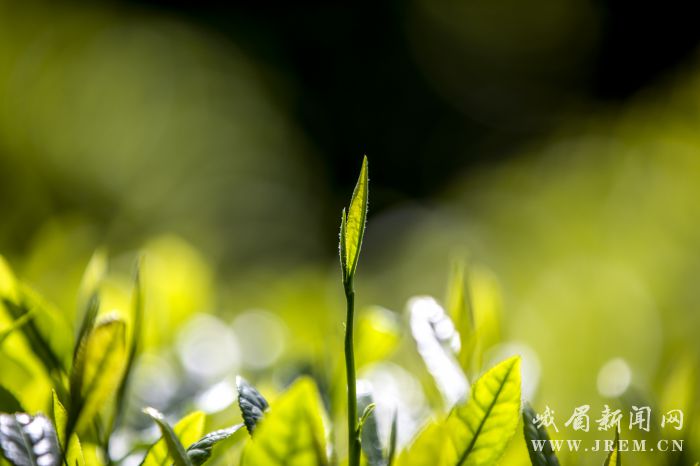 e60a24a80ab8a898d49169fbfe57c7fb