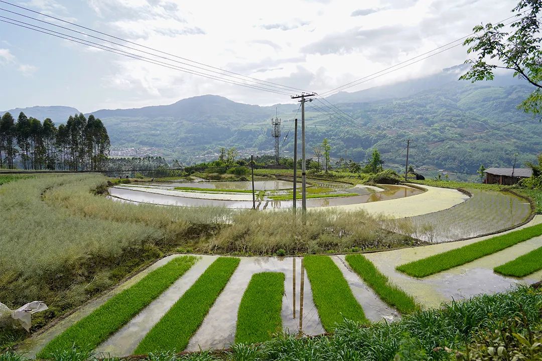 鸭池村水稻种植