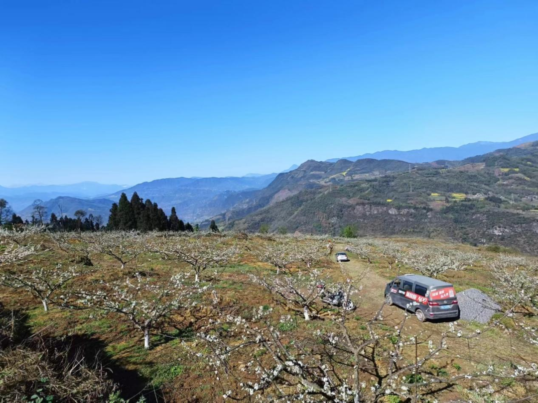 楠邻村生态种植的蓝莓李