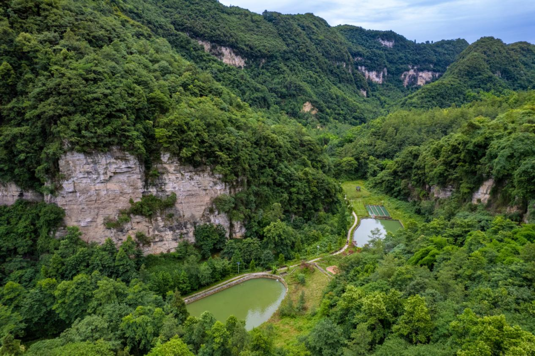 山河村冷水鱼养殖基地