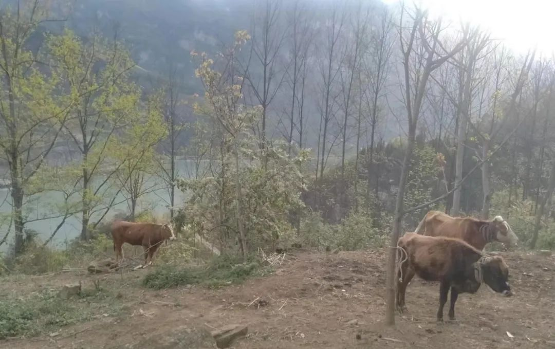 木场村生态养殖的牛