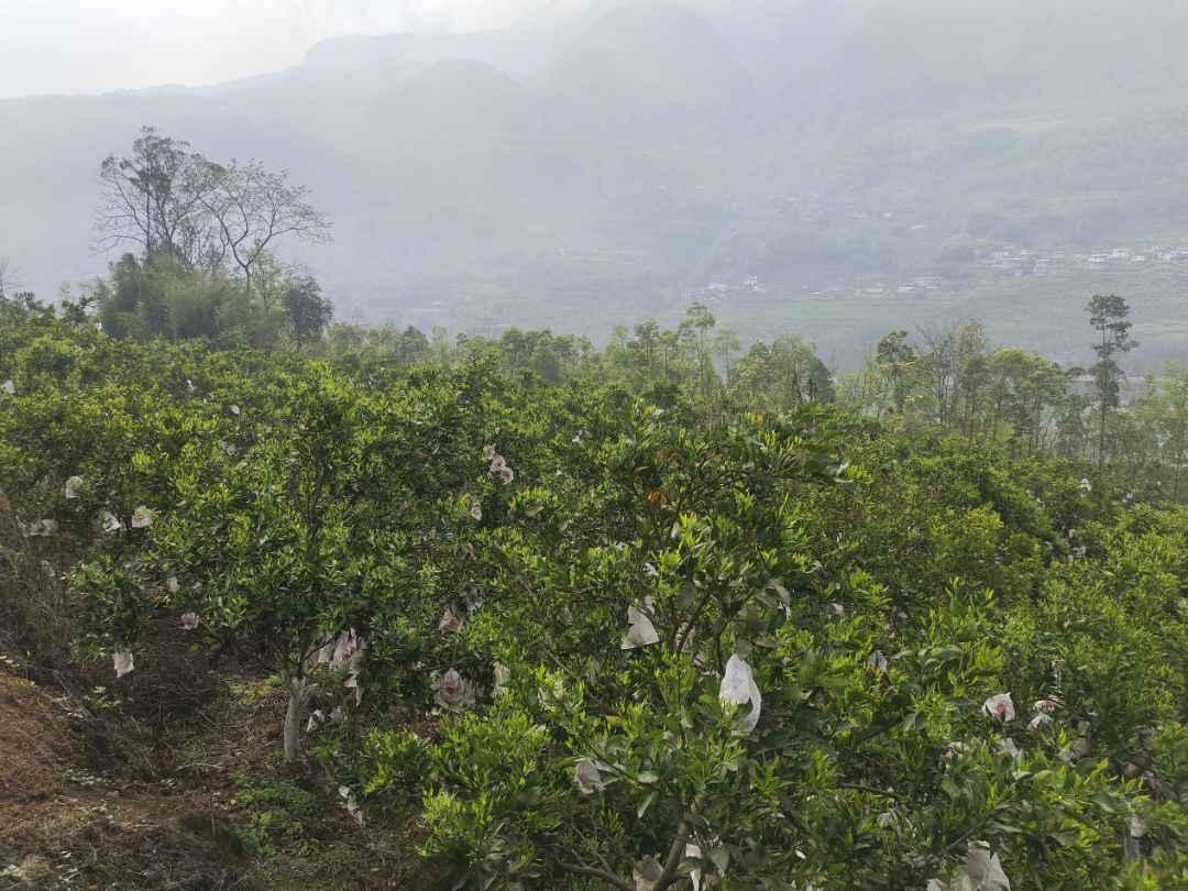鸭池村生态种植的丑柑