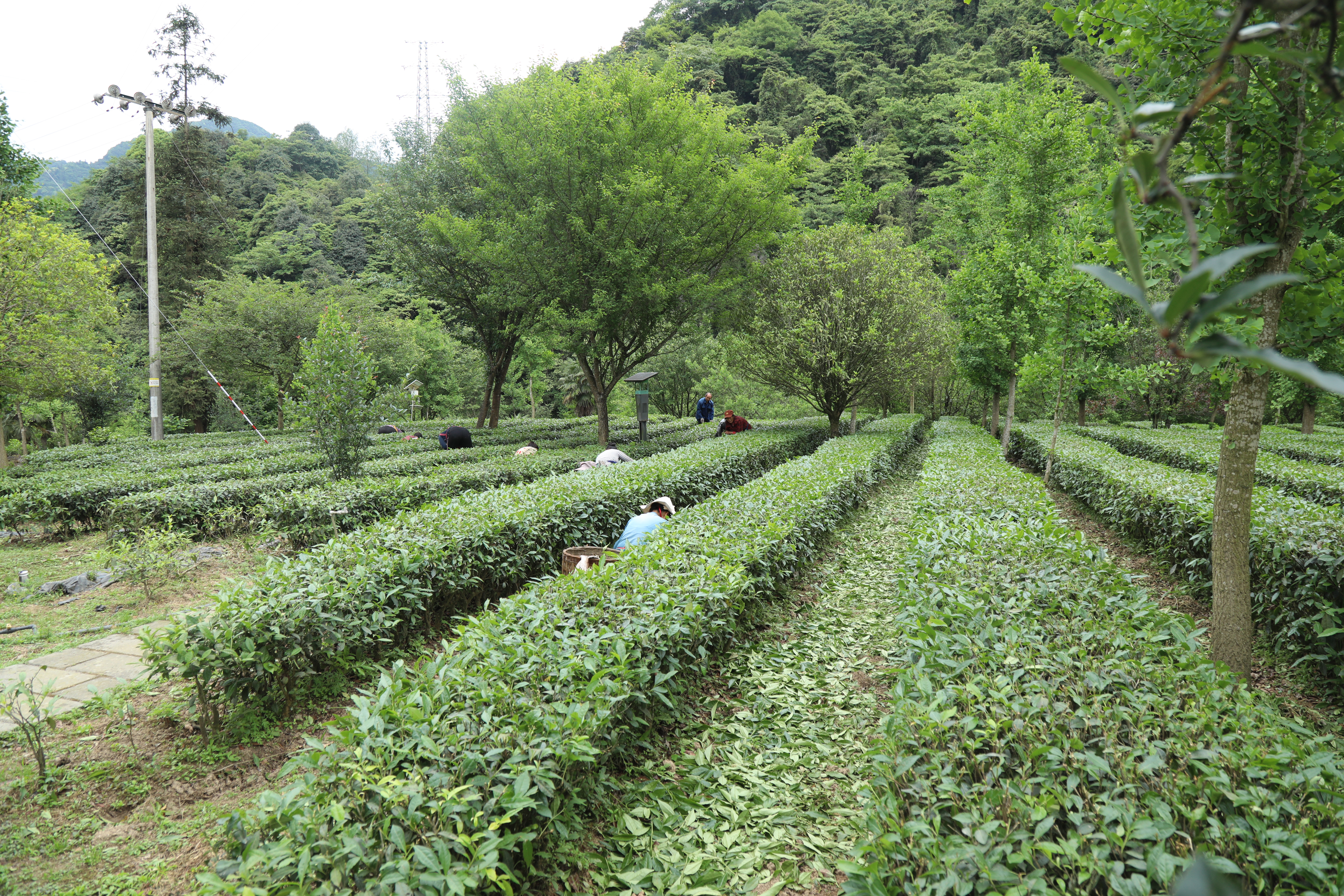 fe043ff014754d55a9b9b3840c7f86d405